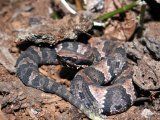 play Cottonmouth Jigsaw Puzzle