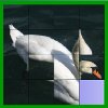 play Flash Shifter - Swan