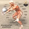 play Muscular Jigsaw