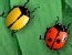 play 2 Many Bugs