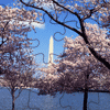 play Blooming Cherry Trees Jigsaw