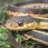 play Common Garter Snake Jigsaw 2