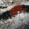 play Woolly Bear Jigsaw