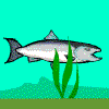 play Salmon Survival