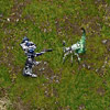 play Insect Attack