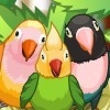 play My Sweet Bird