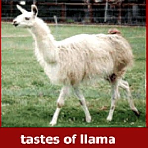 play The Llama Song