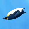 play Penguin Diving