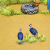 play Animal Care 5