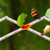play Walking Insects
