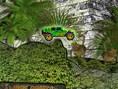 play Jungle Truck