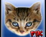 play Pet That Kitty