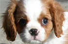 play More Matching Puppies