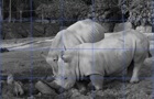 play Rhino Puzzle