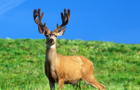 play 10 Point Buck Slider