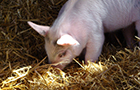 play Pretty Pigletons