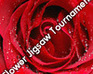 play Flower Jigsaw Tournament