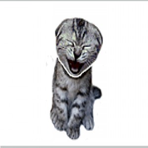 play Farting Cat