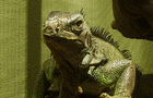 play Leguana Jigsaw Puzzle