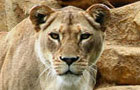 play Escape The Zoo