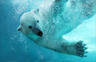 play Polar Bear Jigsaw