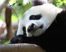 play Panda Jigsaw Puzzle