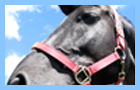 play The Slide Master - Horse