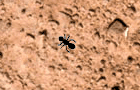 play Ant Splat