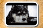 play Animals Puzzle Series
