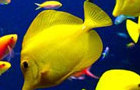 play Color Fishes