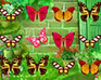 play Butterfly Match