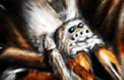 play Arachnid Wars