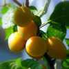 play Apricot