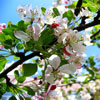 play Blooming Apple Tree