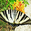 play Striped Butterfly Slide Puzzle