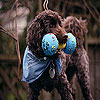 play Strongest Dog Slide Puzzle