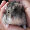 play Jigsaw: Little Mouse