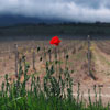 play Red Poppy