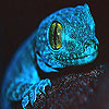 play Blue Chameleon Slide Puzzle