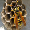 play Jigsaw: Wasp