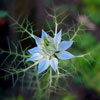 play Nice Flower