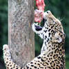 play Jigsaw: Hungry Leopard