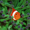 play Nemo Among The Coral Reef