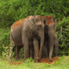 play Jigsaw: Elephant Couple