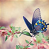 play Blue Butterfly Slide Puzzle