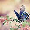 Blue Butterfly Slide Puzzle