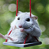 play Mouse On The Swing Slide Puzzle
