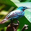 play Alone Blue Bird Slide Puzzle