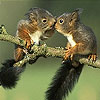 Love And Squirrels Slide Puzzle