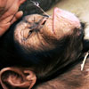 play Chimpanzee